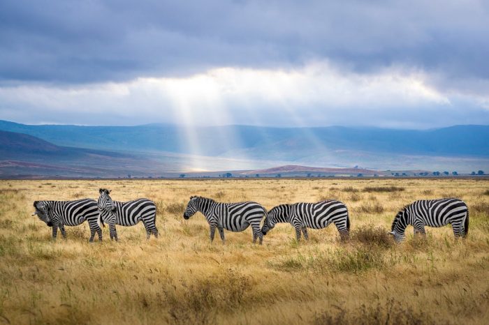 Safaris de lujo en África