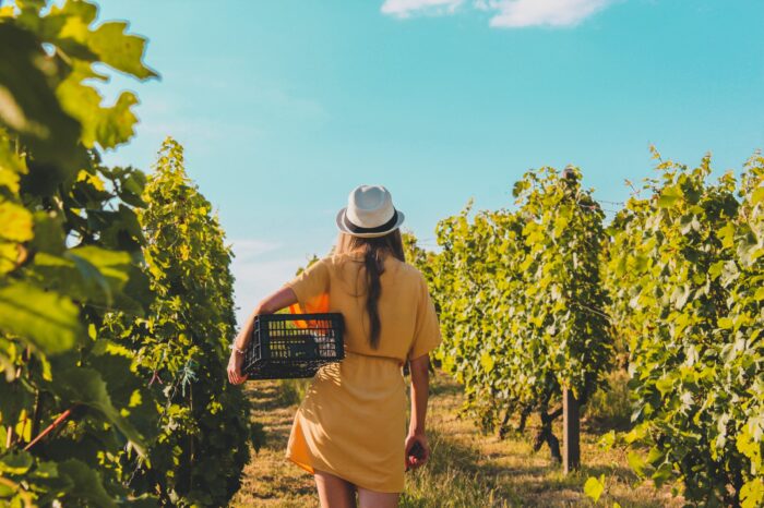 España entre Vinos